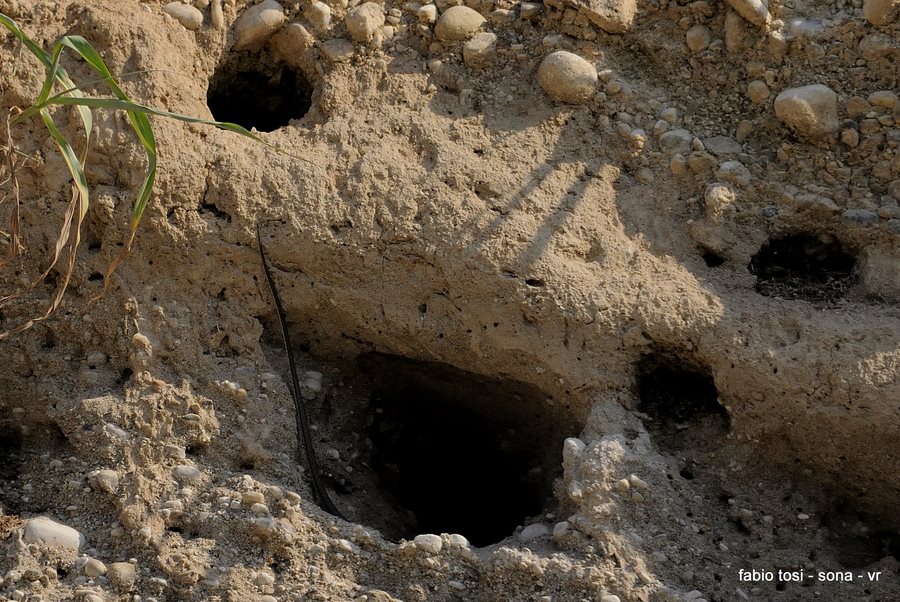 Il caparbio: predazione di biacco (foto-racconto)